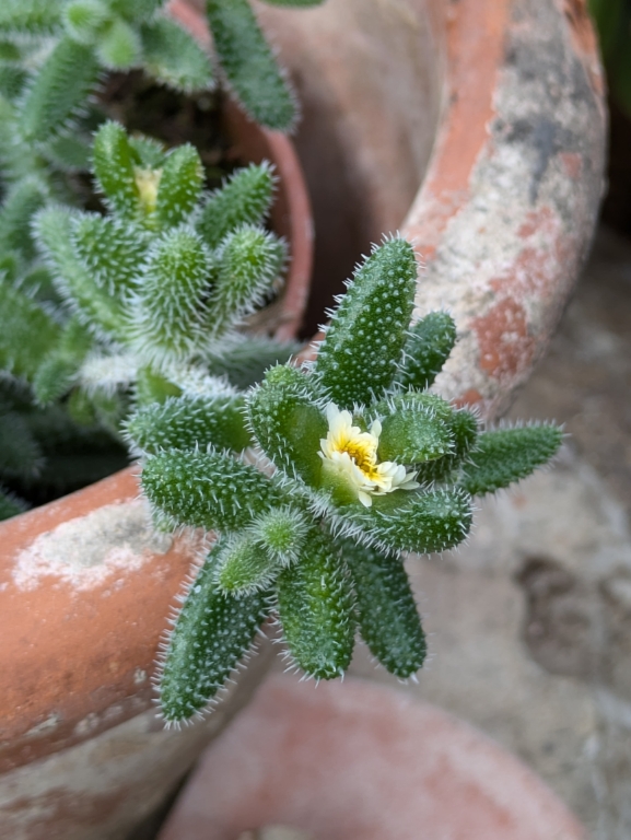 Kuschelige Gurkenpflanze, Delosperma echinatum