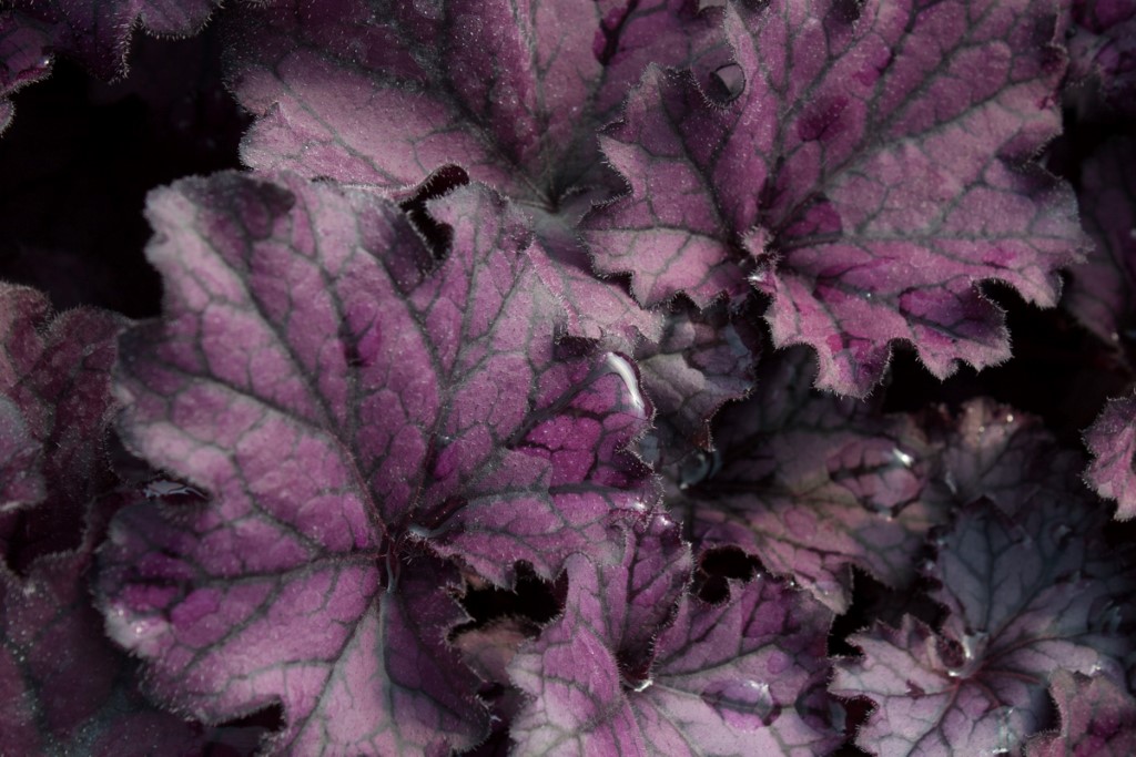 Purpurglöckchen, Heuchera x cult. Forever Purple