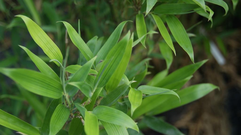 Wasserbambus, Phyllostachys heteroclada ´Solidstem´