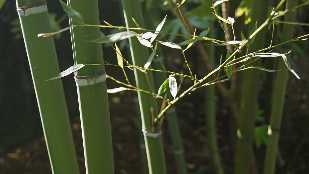 Grüner Bambus, Phyllostachys bissetii