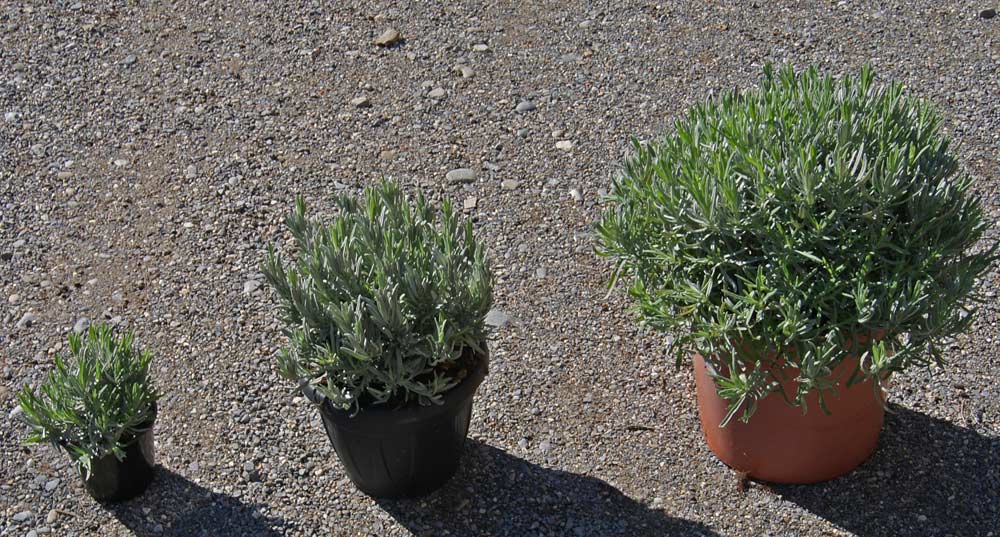 Echter Lavendel, Lavandula angustifolia