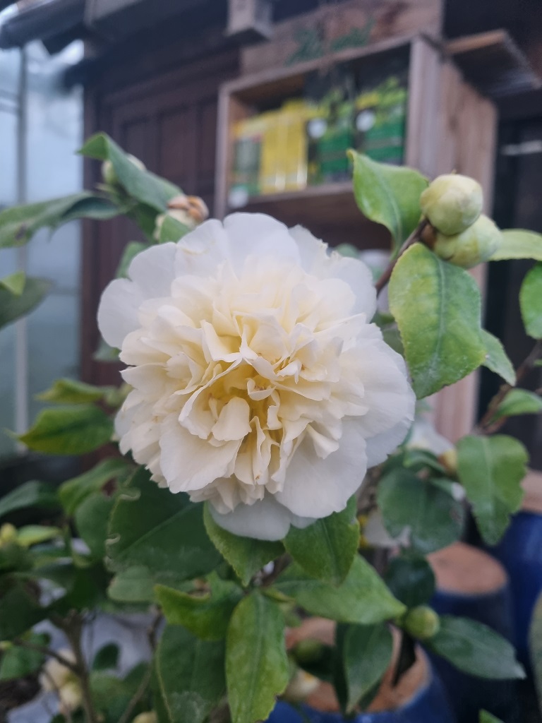 Camellia japonica weiß - Kamelie mit weißen Blüten