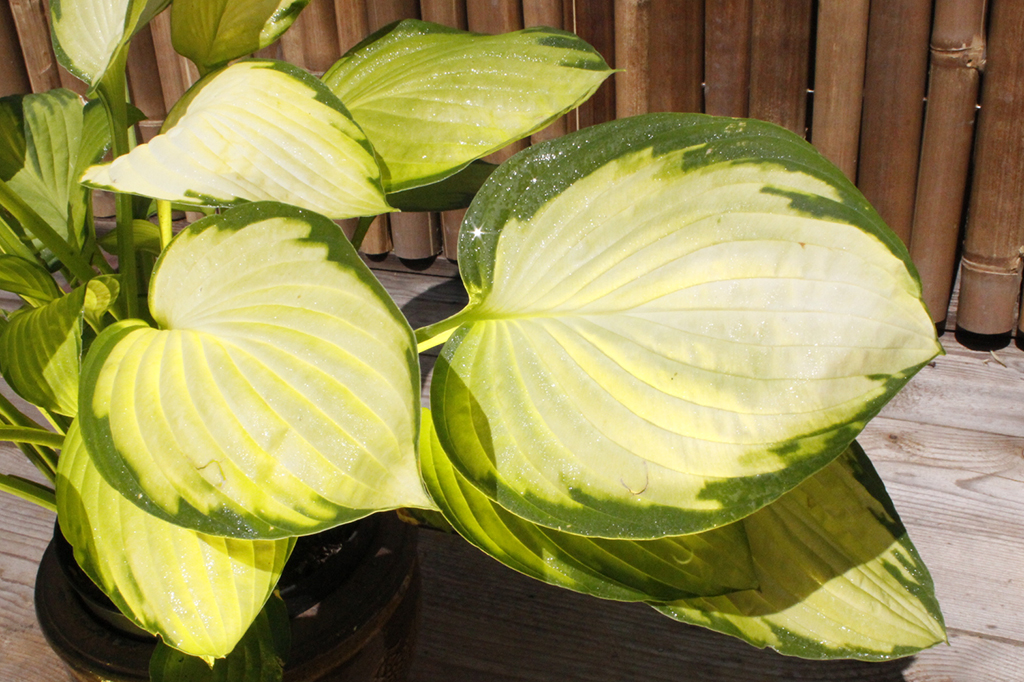 Gelbgrüne Funkie, Hosta x fortunei Gold Standard