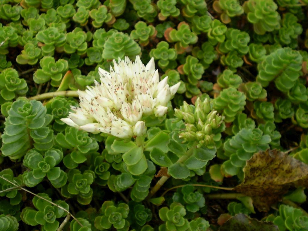 Schneeteppich Fettblatt, Sedum spurium album superbum