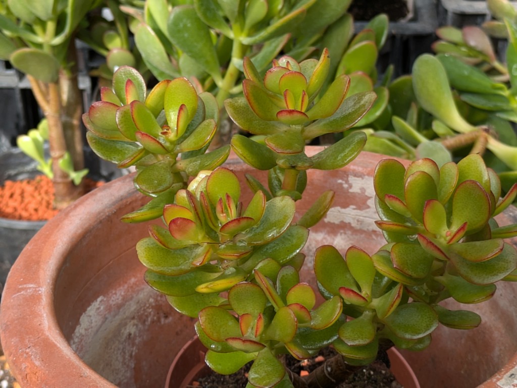 Geldbaum, Crassula ovata