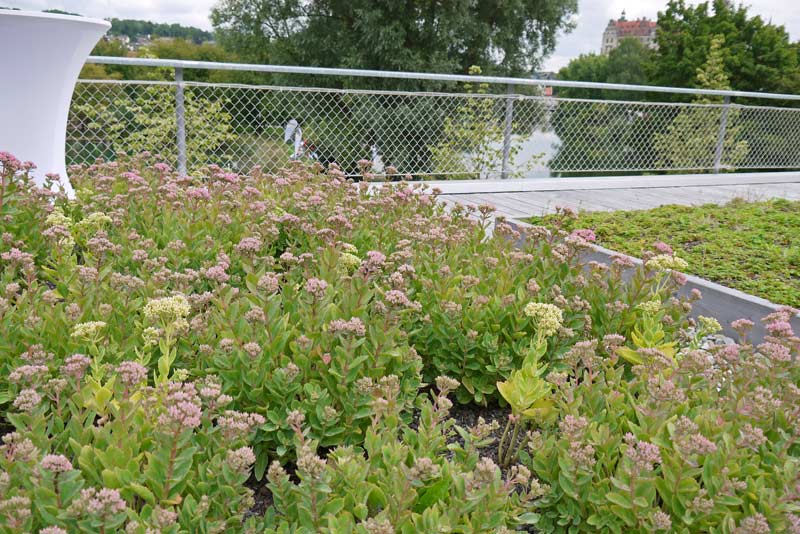 Hohes Fettblatt Herbstfreude- Hylotelephium Herbstfreude