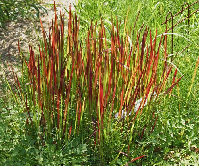 Japanisches Blutgras, Imperata cylindrica Red Baron