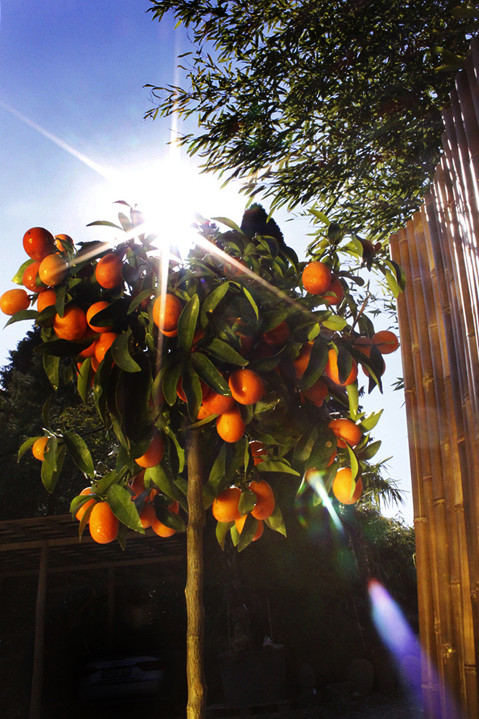 Citrofortunella mitis, Calamondin