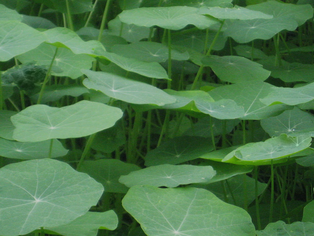 Kapuzinerkresse - Tropaeolum majus