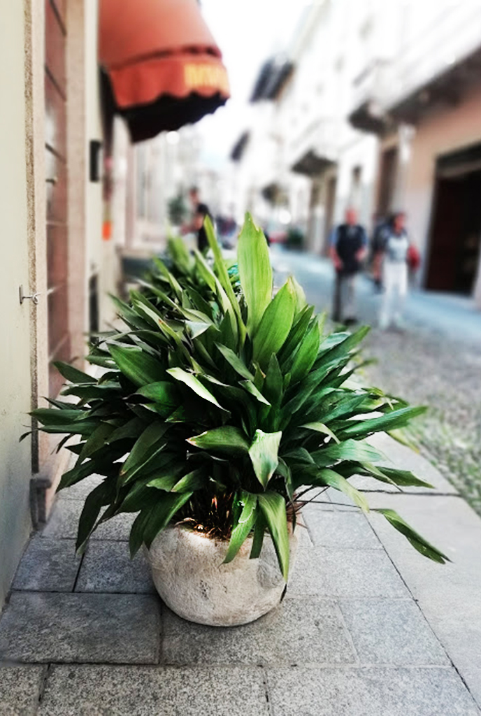 Schusterpalme, Aspidistra Elatior