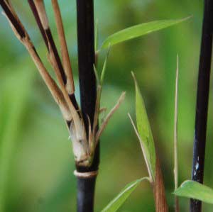 Schwarzer Schirmbambus, Fargesia nitida Black Pearl