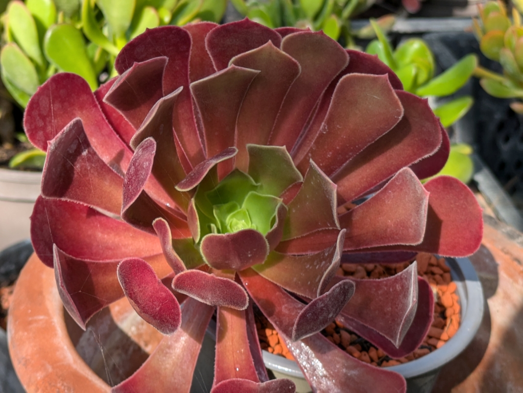 Dunkles Rosettendickblatt, Aeonium Arboreum Atropurpureum