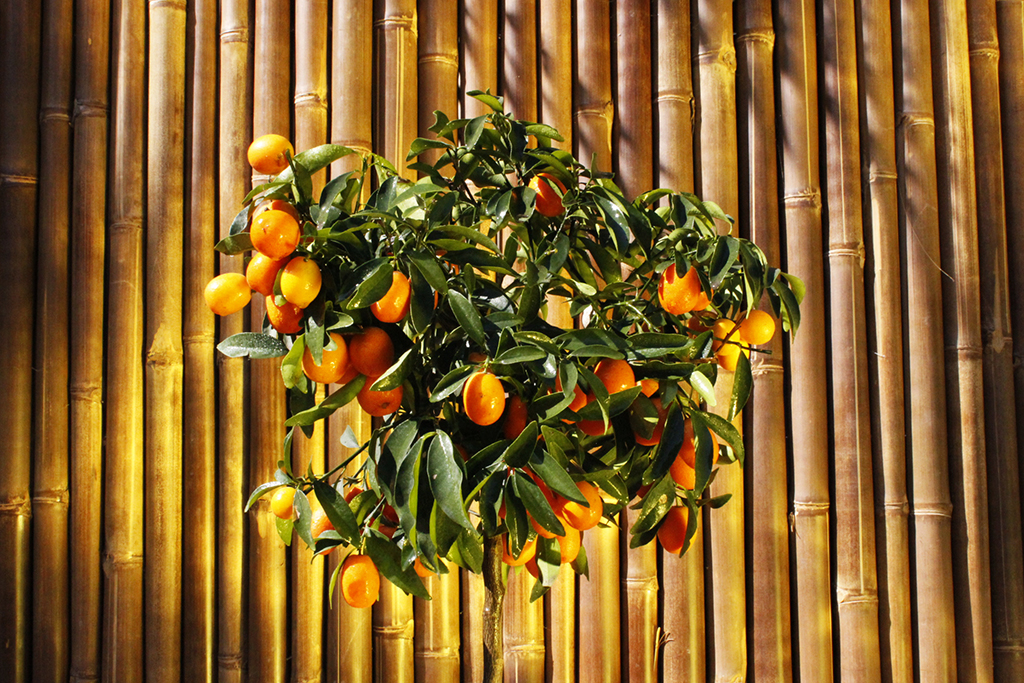 Citrofortunella mitis, Calamondin