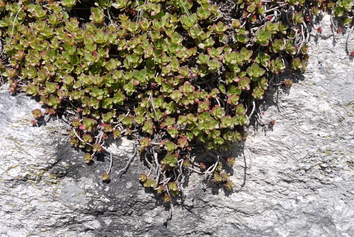 Rosa Teppich-Fettblatt, Sedum spurium roseum