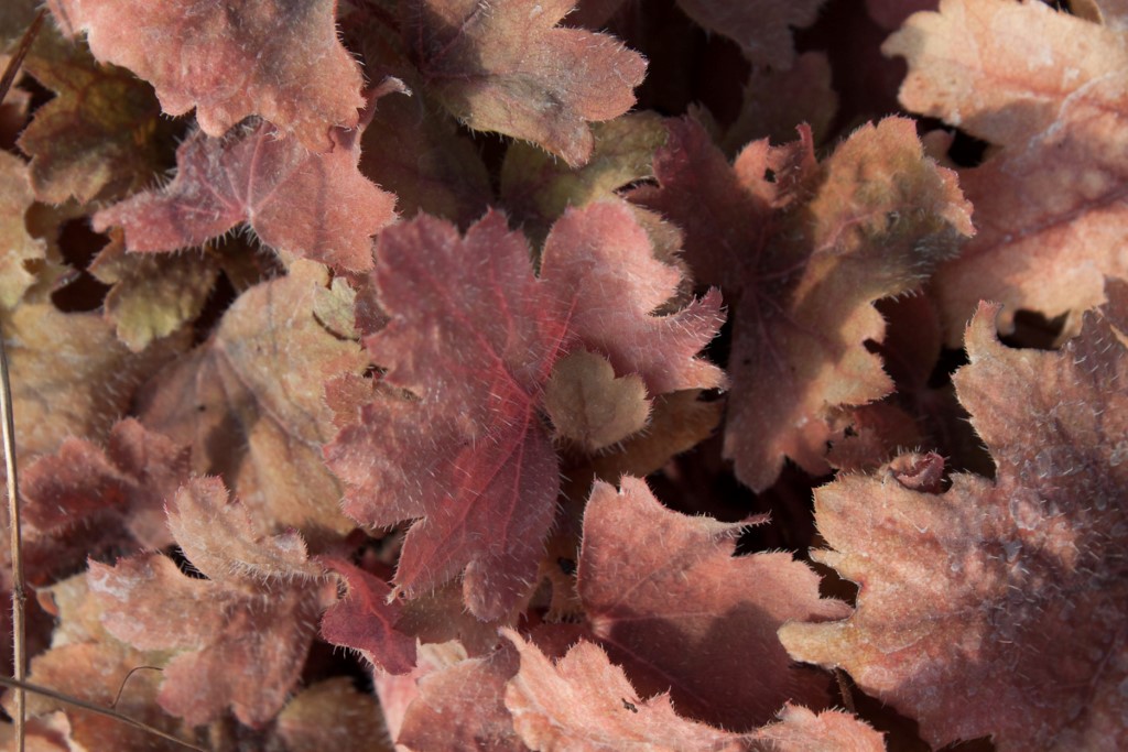 Purpurglöckchen, Heuchera Sweet Tea