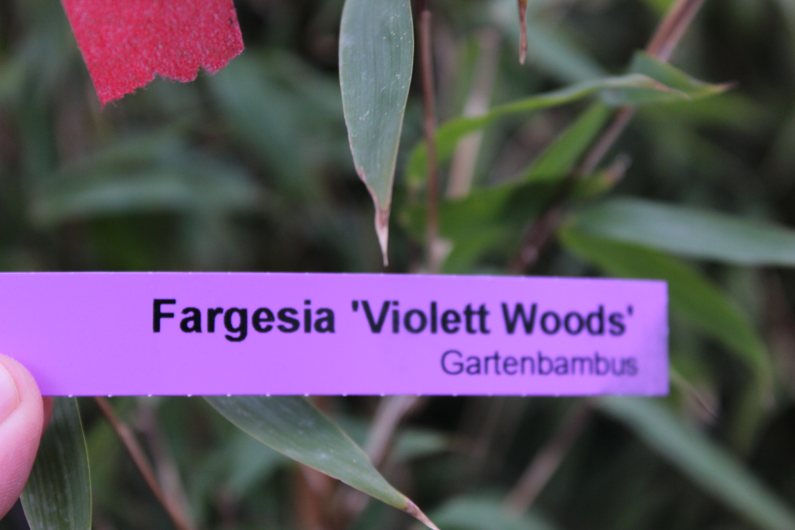 Fargesia Violett Woods