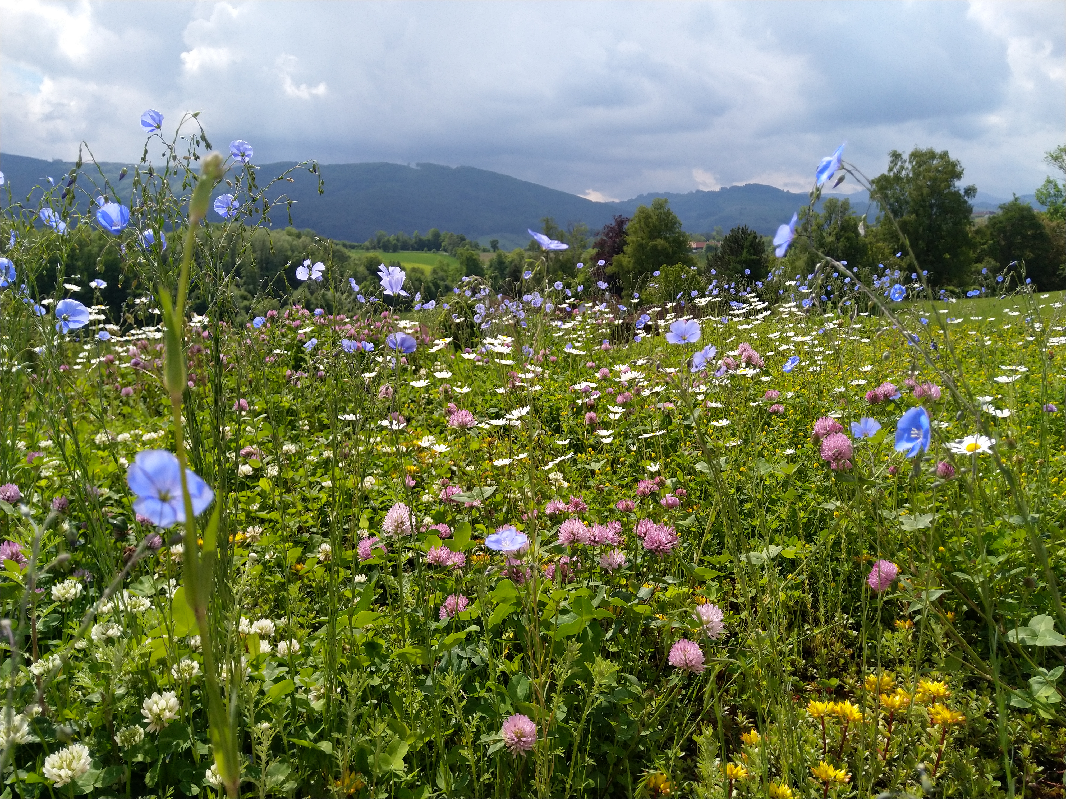 Bienenfreundliche Saatgut Mischung