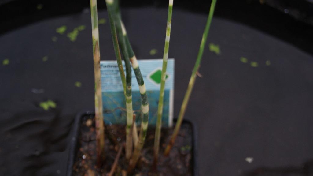 Scirpus lacustris tabernaemont.Zebrinus, Zebrasimse