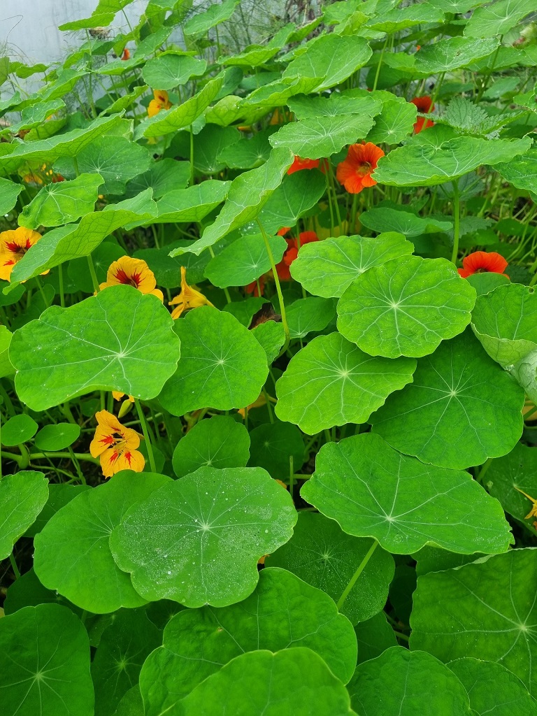 Kapuzinerkresse - Tropaeolum majus