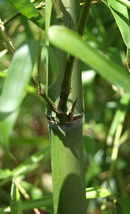 Gelber Furchen Bambus, Phyllostachys vivax Huangwenzhu