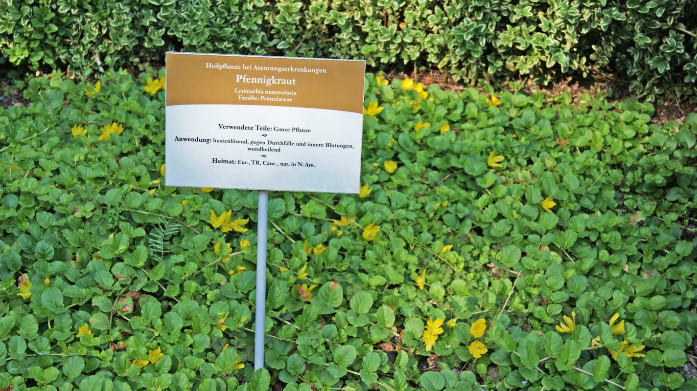 Pfennigkraut, Lysimachia nummularia