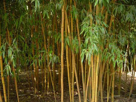 Golden Brillant Bambus, Phyllostachys bambusoides Castillonis