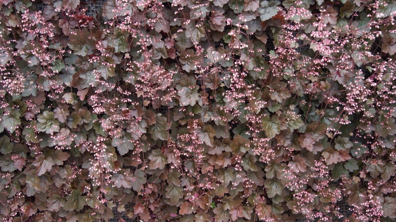 Garten-Silberglöckchen, Heuchera micrantha Palace Purple