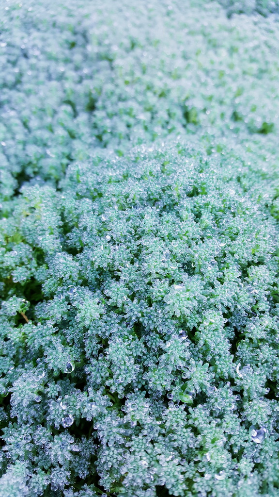 Spanischer Mauerpfeffer, Sedum hispanicum