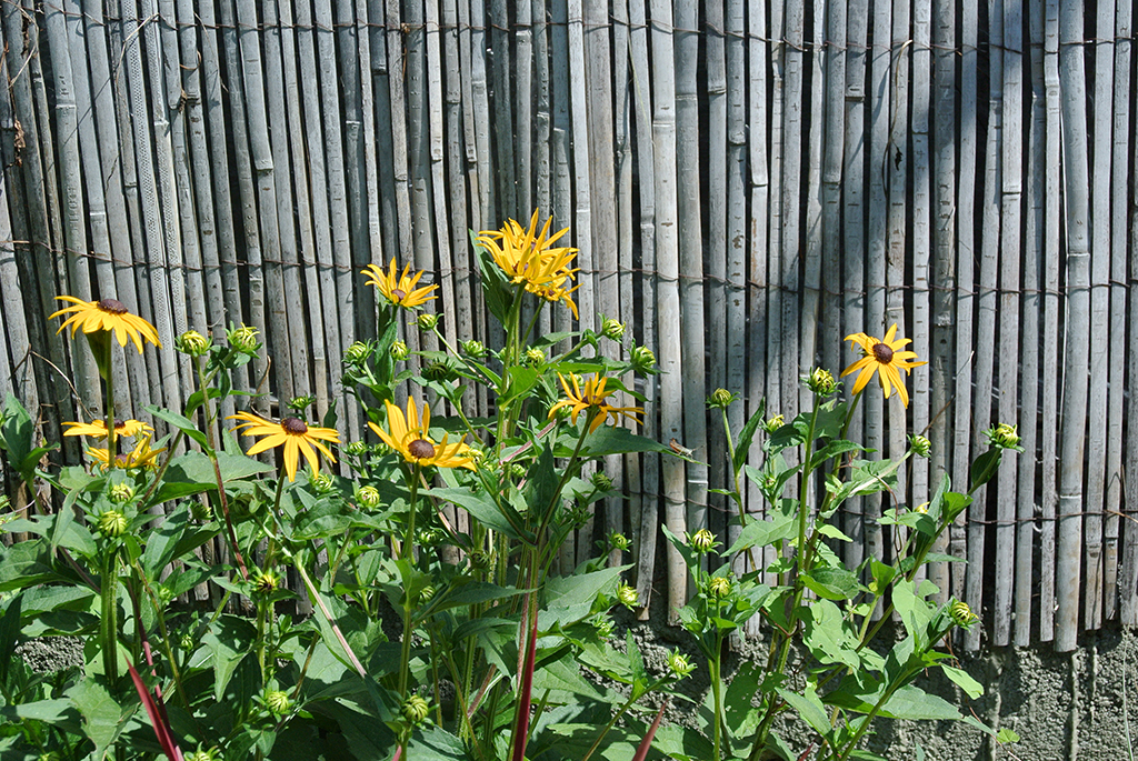 Sonnenhut - Rudbeckia Fulgidavar. sullivantii Goldsturm