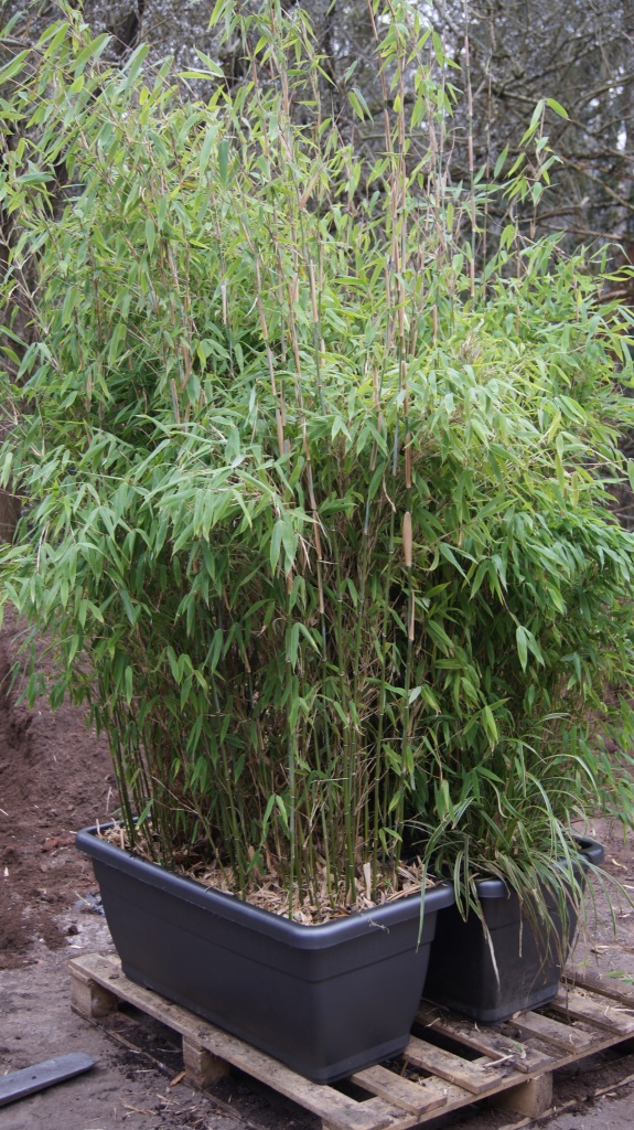 Mobiler Sichtschutz - Bambus Hecke im Kasten