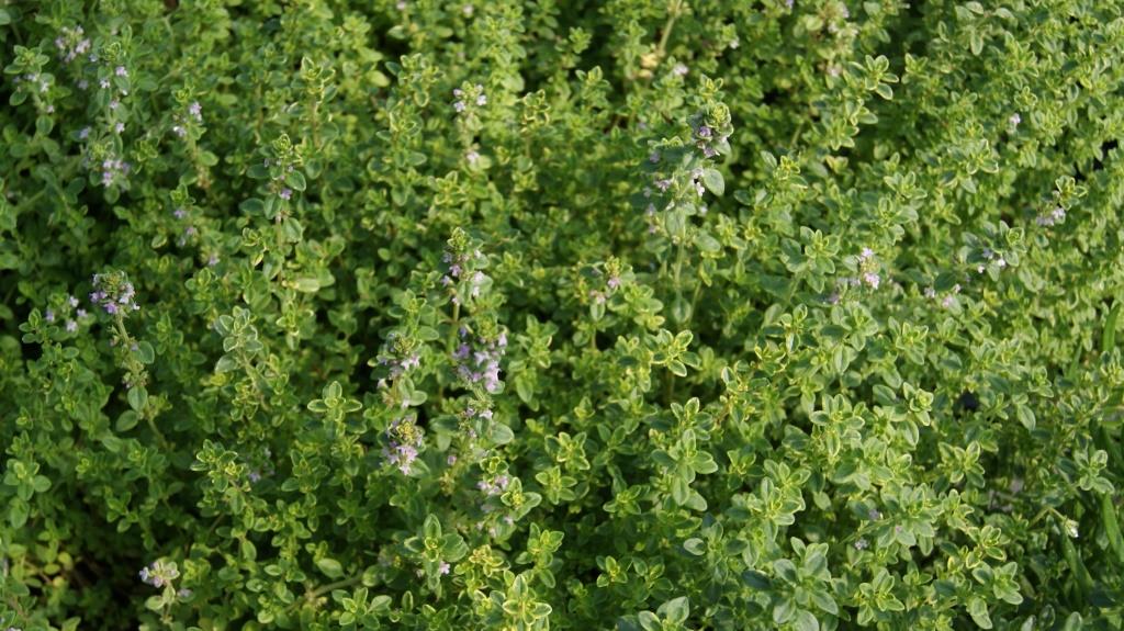 Gelber Zitronenthymian, Thymus citriodorus Golden Dwarf