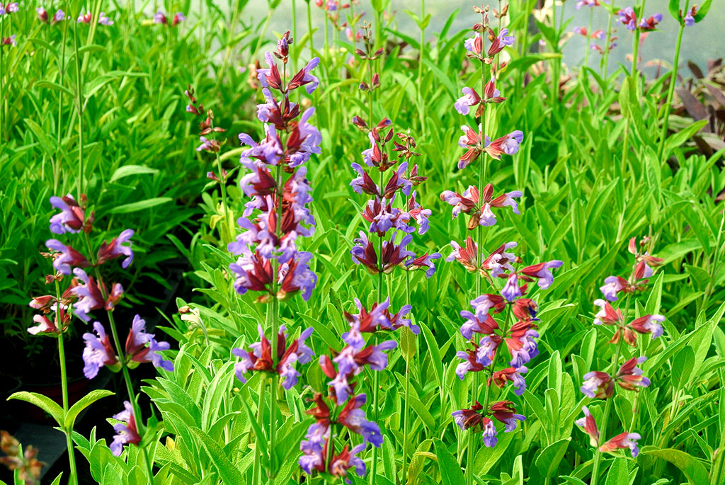 Küchensalbei, Salvia officinalis