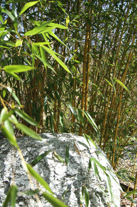 Zick -  Zack Bambus , Phyllostachys aureosulcata spectabilis