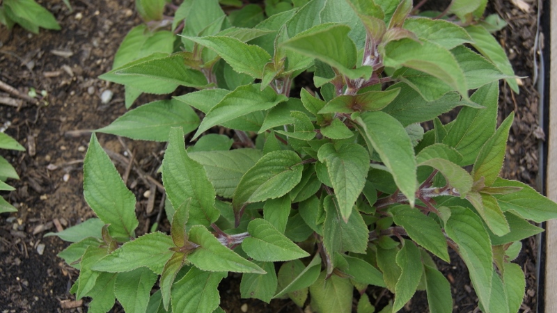 Ananassalbei, Salvia rutilans