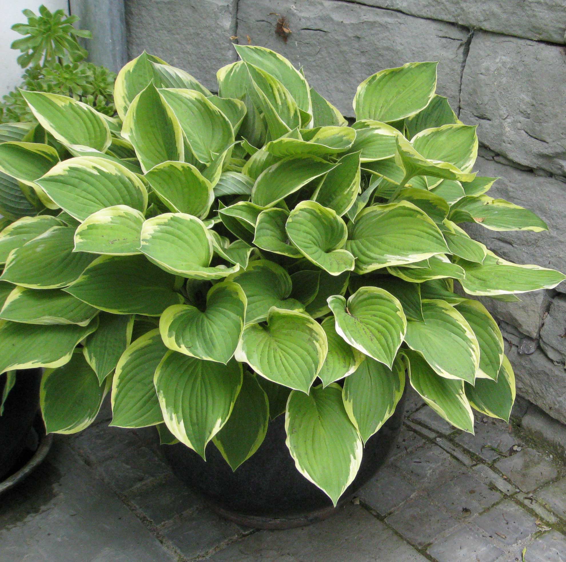 Weißrand-Funkie, Hosta Hybride Francee