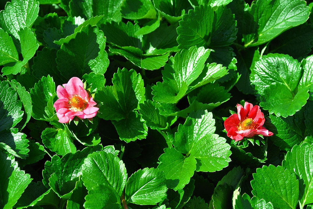 Riesenmonatserdbeere, Fragaria X Ananassa