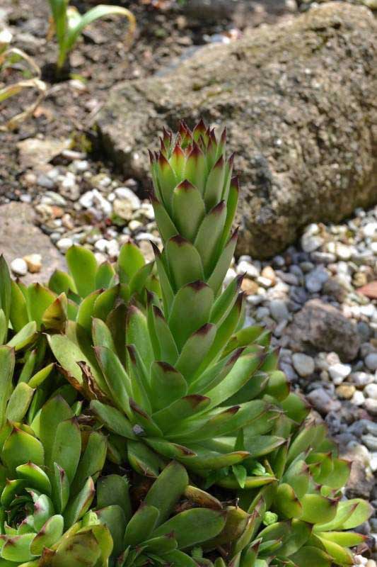 Dachwurz, Sempervivum in Sorten