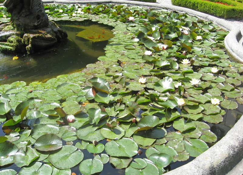 Wasserpflanzensortiment mit reinigender Wirkung-Algenbekämpfung