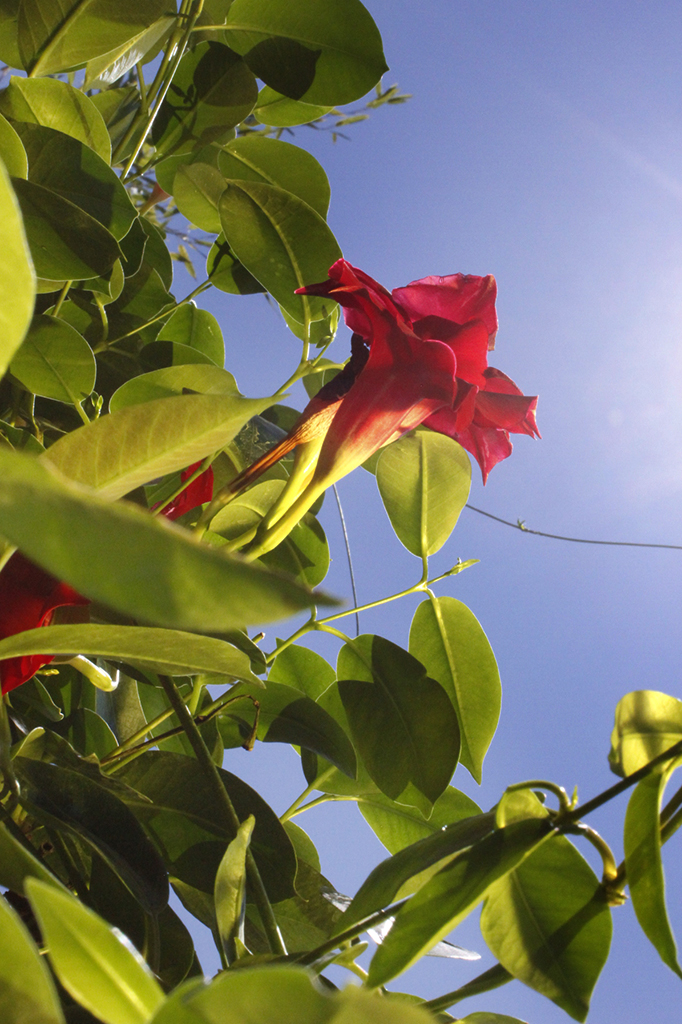 Dipladenia - Mandevilla