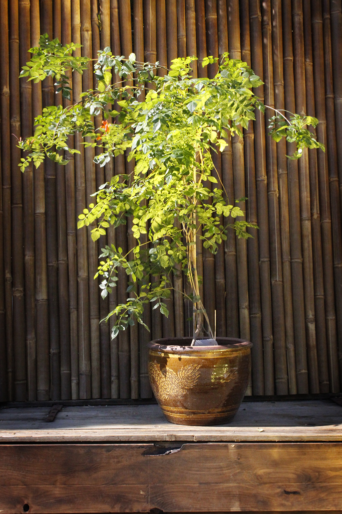 Trompetenblume - Campsis radicans