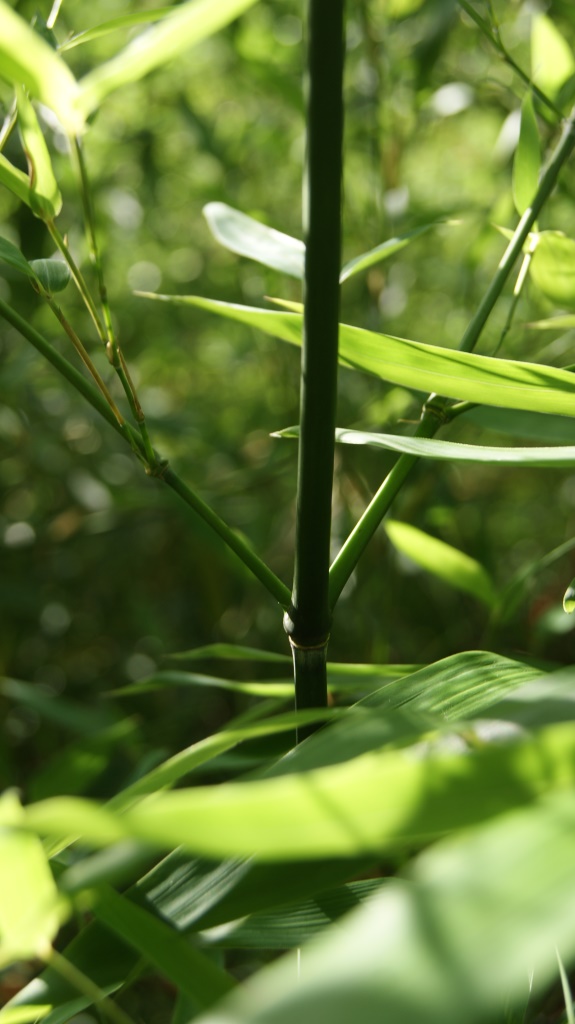 Grüner Pulver Bambus, Phyllostachys viridiglaucescens