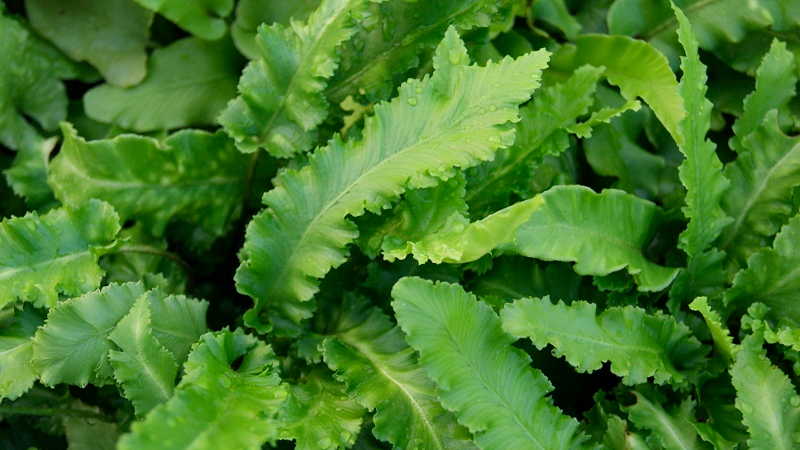 Hirschzungenfarn, Asplenium scolopendrium