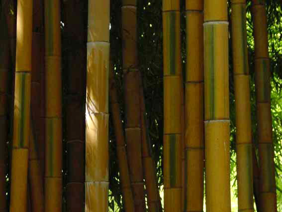 Golden Brillant Bambus, Phyllostachys bambusoides Castillonis