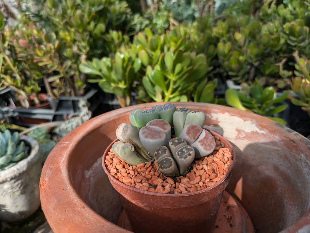 Lebende Steine, Lithops