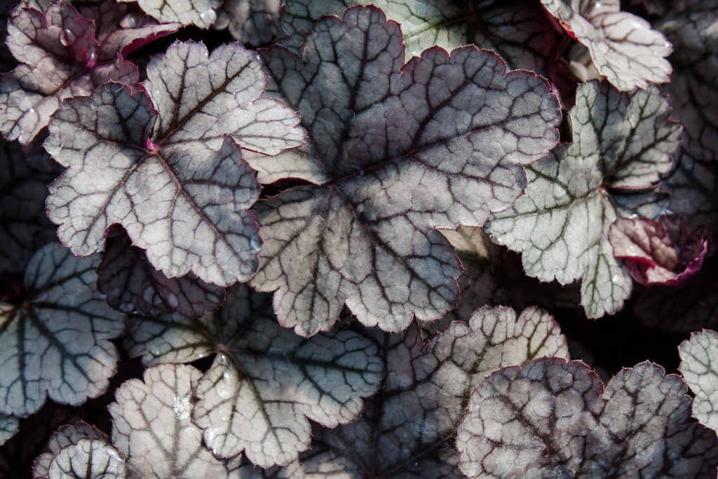 Purpurglöckchen, Heuchera micrantha Sugar Frosting