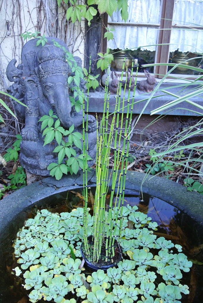 Riesenschachtelhalm, Equisetum hyemale var. robustum