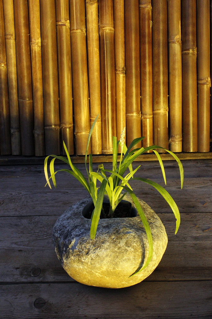 Glöckchentraube - Liriope muscari Monroe White