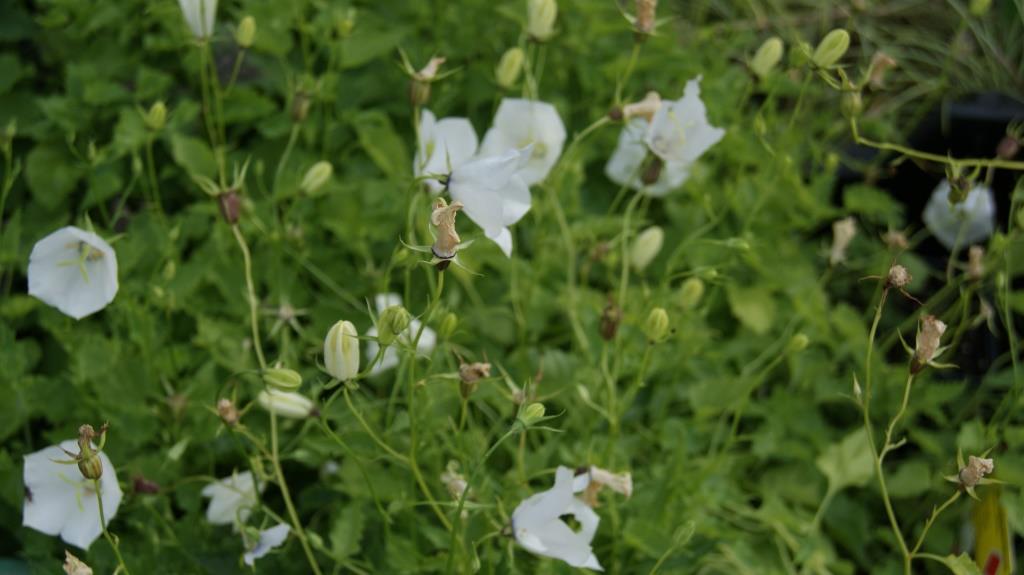 Glockenblume, Campanula in Sorten