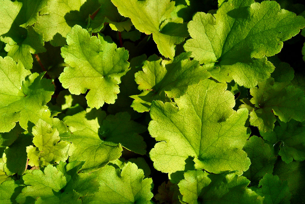 Purpurglöckchen, Heuchera micrantha Lime Marmalade