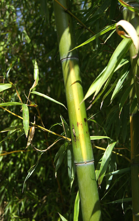 Gelber Furchen Bambus, Phyllostachys vivax Huangwenzhu